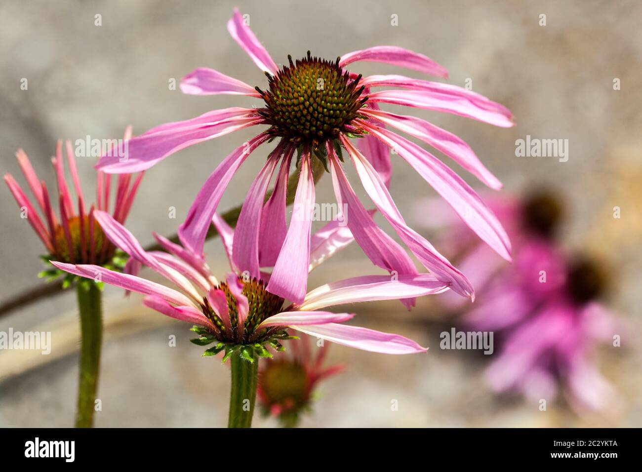 Echinacea pallida pallido fiore viola Foto Stock