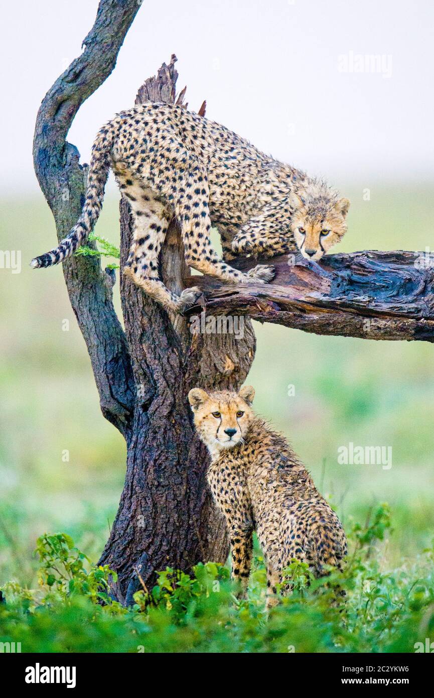Primo piano di ghepardi (Achinonyx jubatus), Ngorongoro Conservation Area, Tanzania, Africa Foto Stock