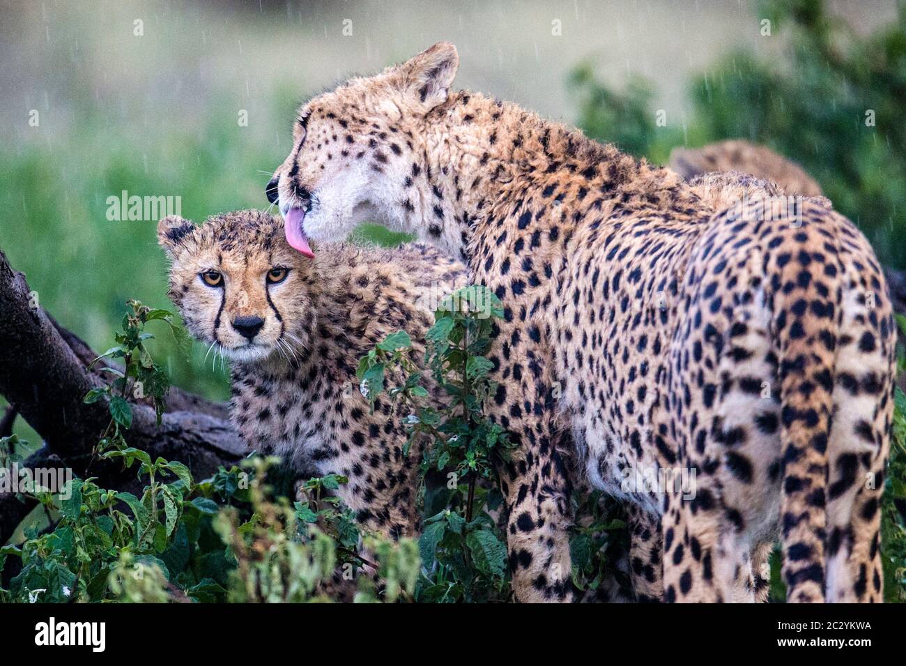 Ghepardo (Achinonyx jubatus) leccando il cub, zona di conservazione di Ngorongoro, Tanzania, Africa Foto Stock