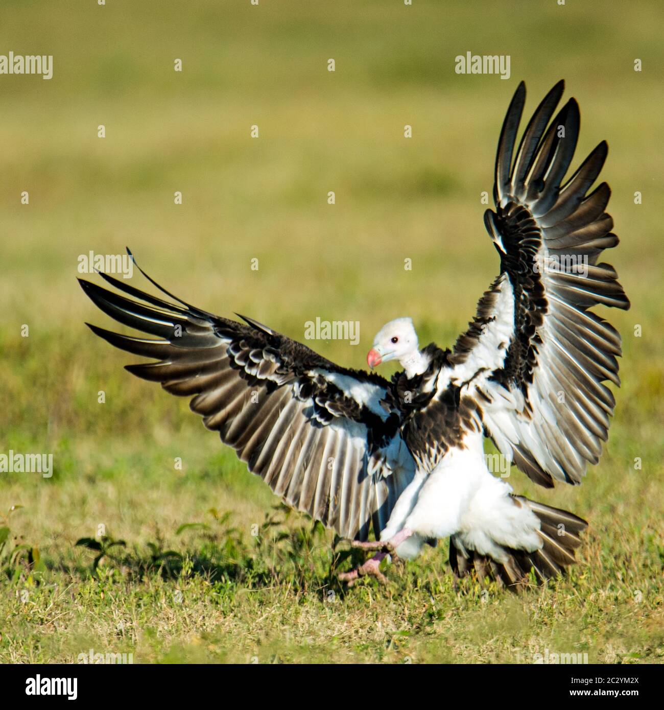 Sbarco in avvoltoio a testa bianca (Trigonoceps occipitalis), Area di conservazione di Ngorongoro, Tanzania, Africa Foto Stock