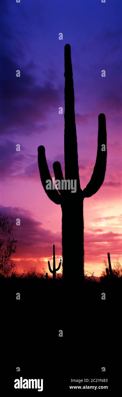 Silhouette di cactus Saguaro contro il cielo di moody al crepuscolo, Arizona, USA Foto Stock