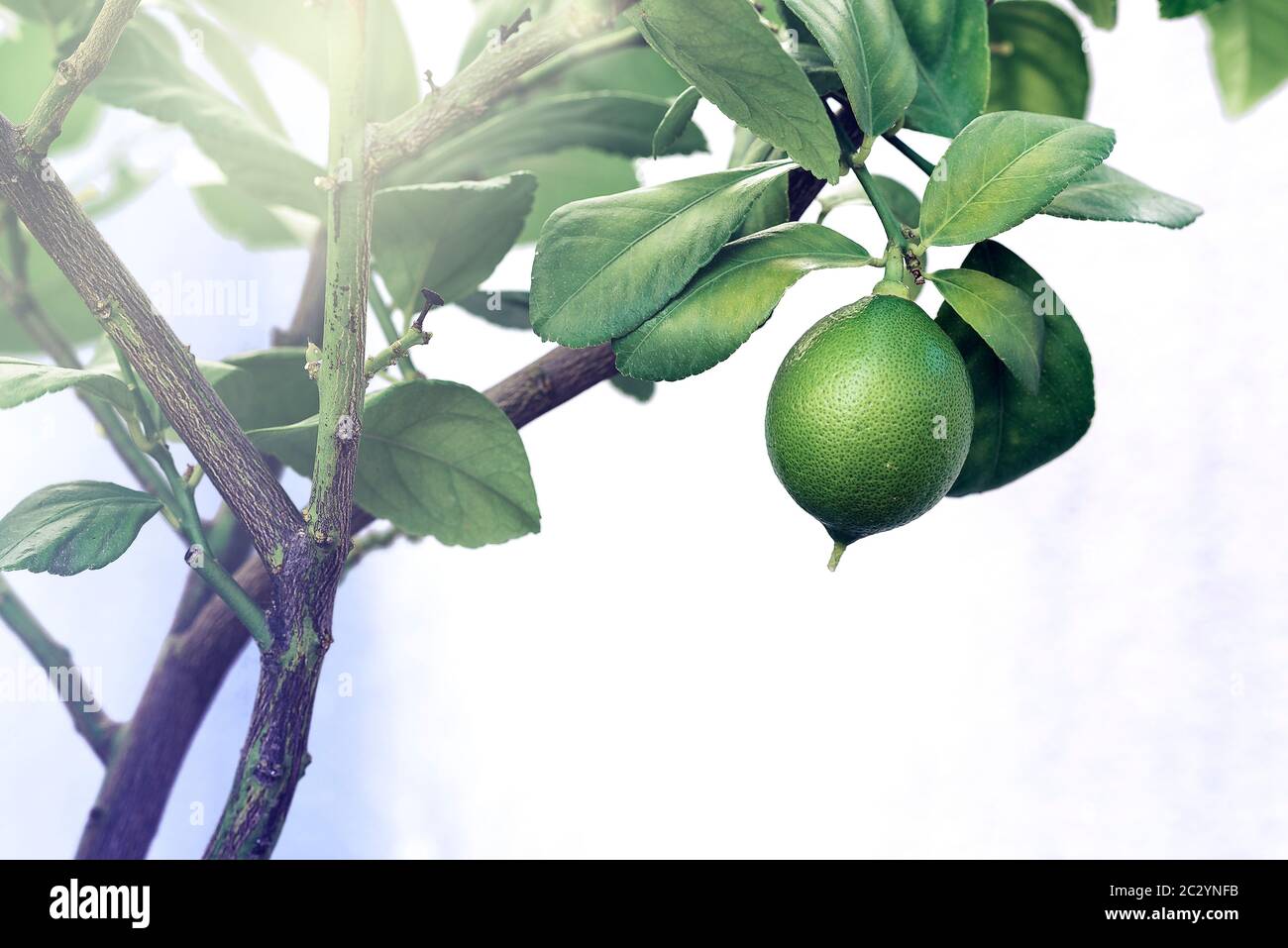limone che cresce sull'albero Foto Stock