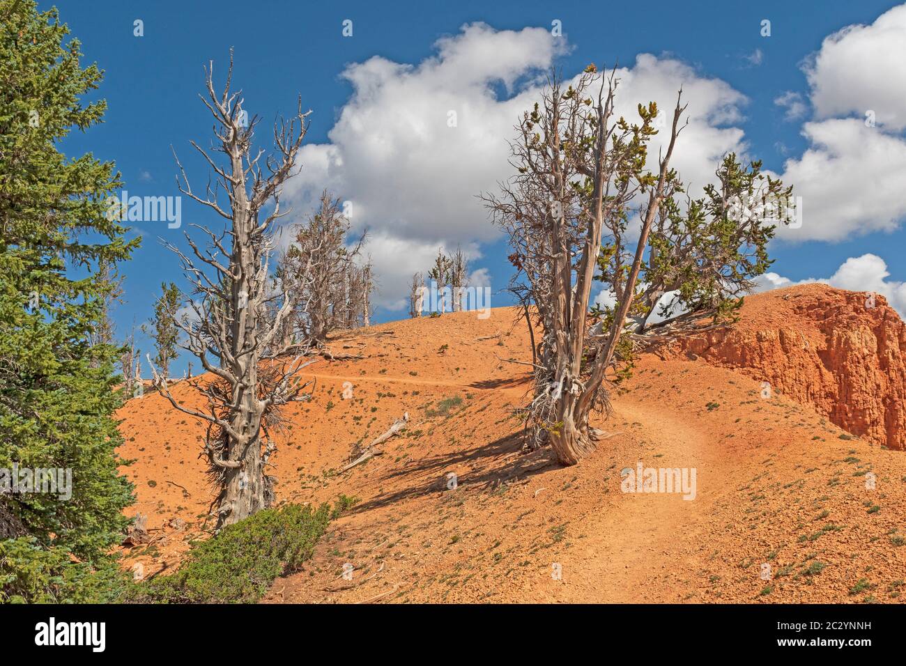Sentiero tra i pini Bristlecone sui bastioni Trail nel Cedar Breaks National Monument in Utah Foto Stock