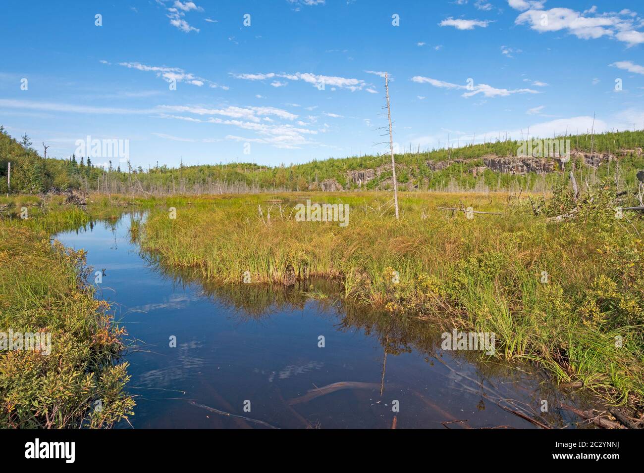 Canoe Trail attraverso un Bog sul lago Muskeg nelle acque di confine in Minnesota Foto Stock