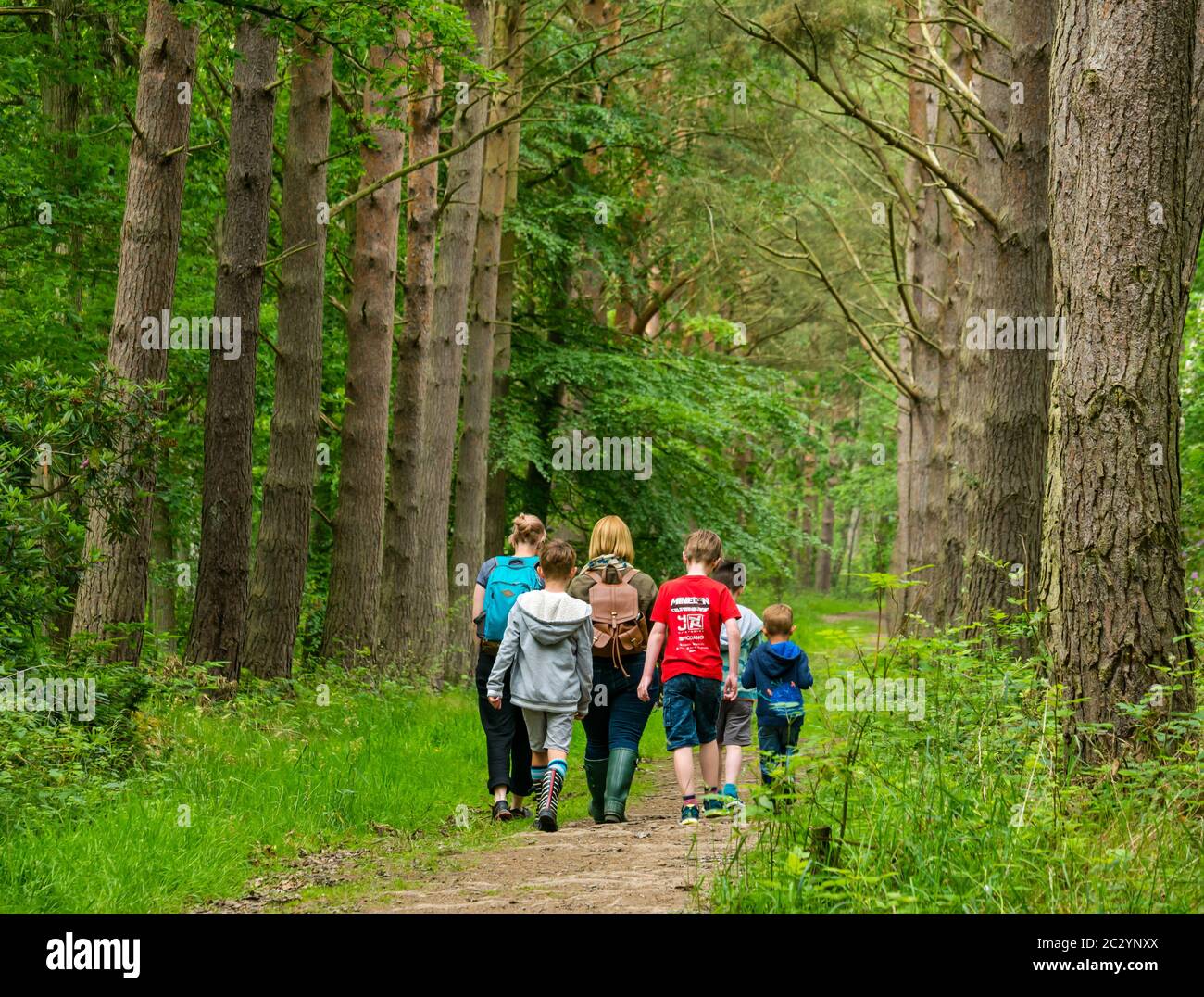 Madri e bambini che camminano lungo un sentiero forestale in un bosco con pini, Binning Wood, East Lothian, Scozia, Regno Unito Foto Stock