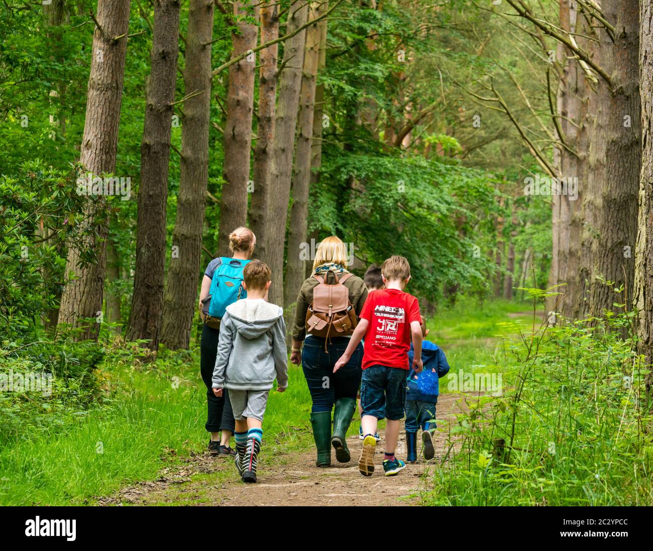 Madri e bambini che camminano lungo un sentiero forestale in un bosco con pini, Binning Wood, East Lothian, Scozia, Regno Unito Foto Stock