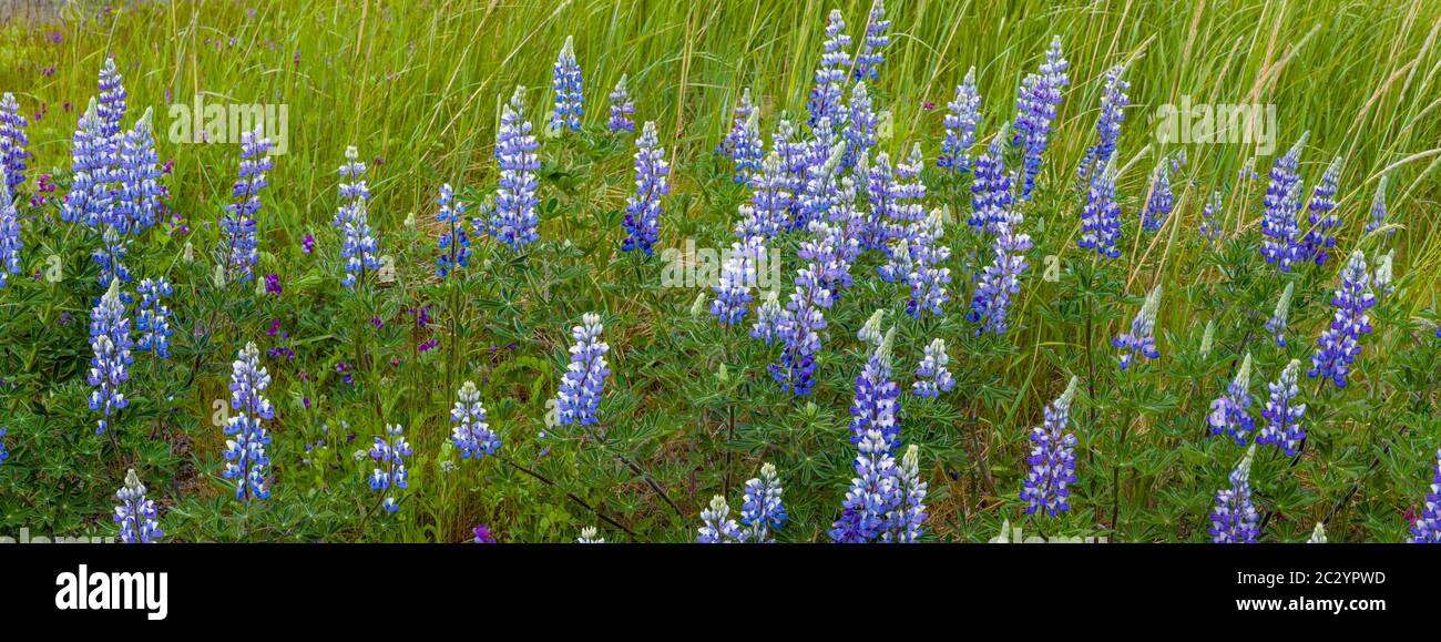 Primo piano di fiori di lupino, Omero, Alaska, Stati Uniti Foto Stock