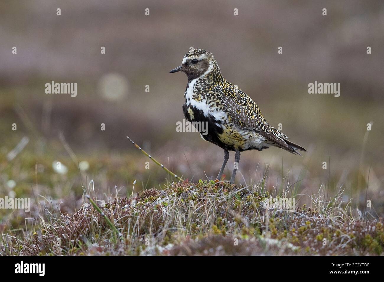 Golden Plover (Pluvialis apricaria) Foto Stock