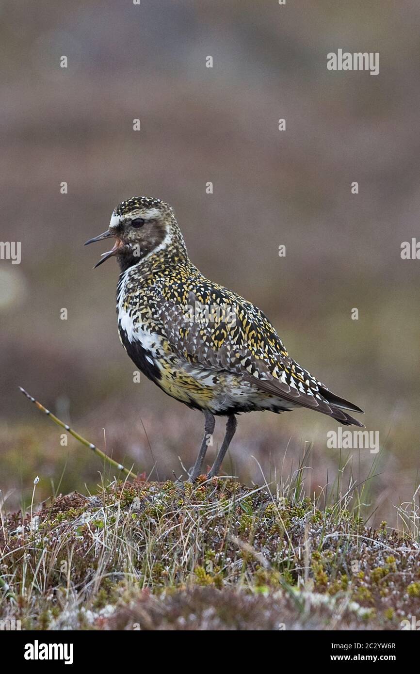Golden Plover (Pluvialis apricaria) Foto Stock