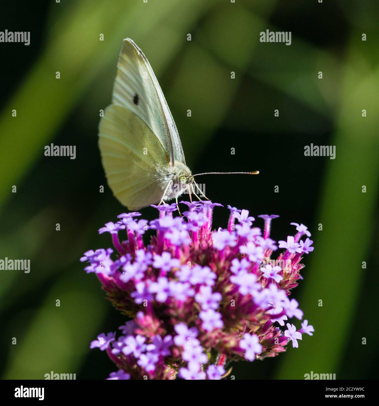 Una macro shot di una grande farfalla bianca alimentare da una verbena bloom. Foto Stock
