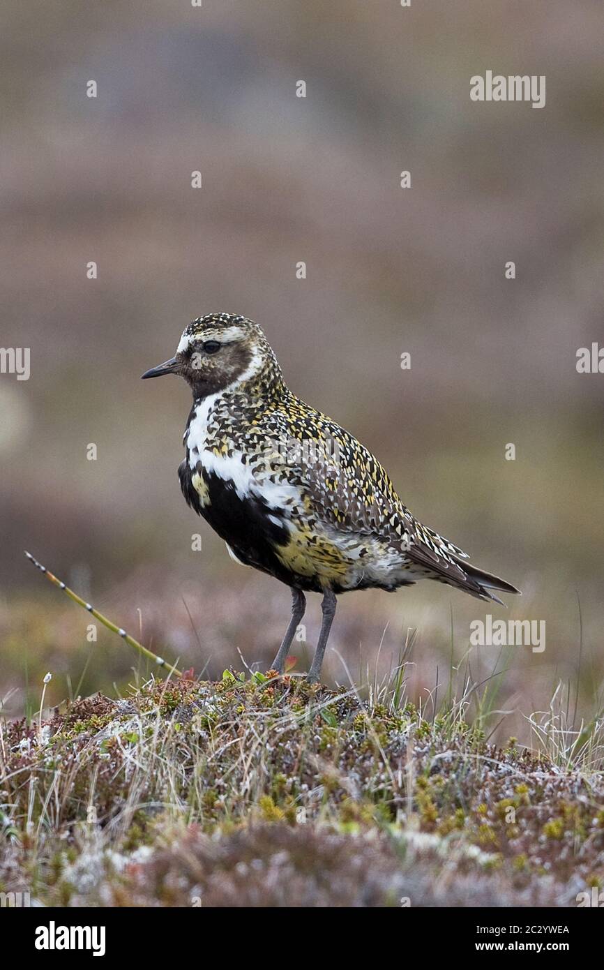 Golden Plover (Pluvialis apricaria) Foto Stock