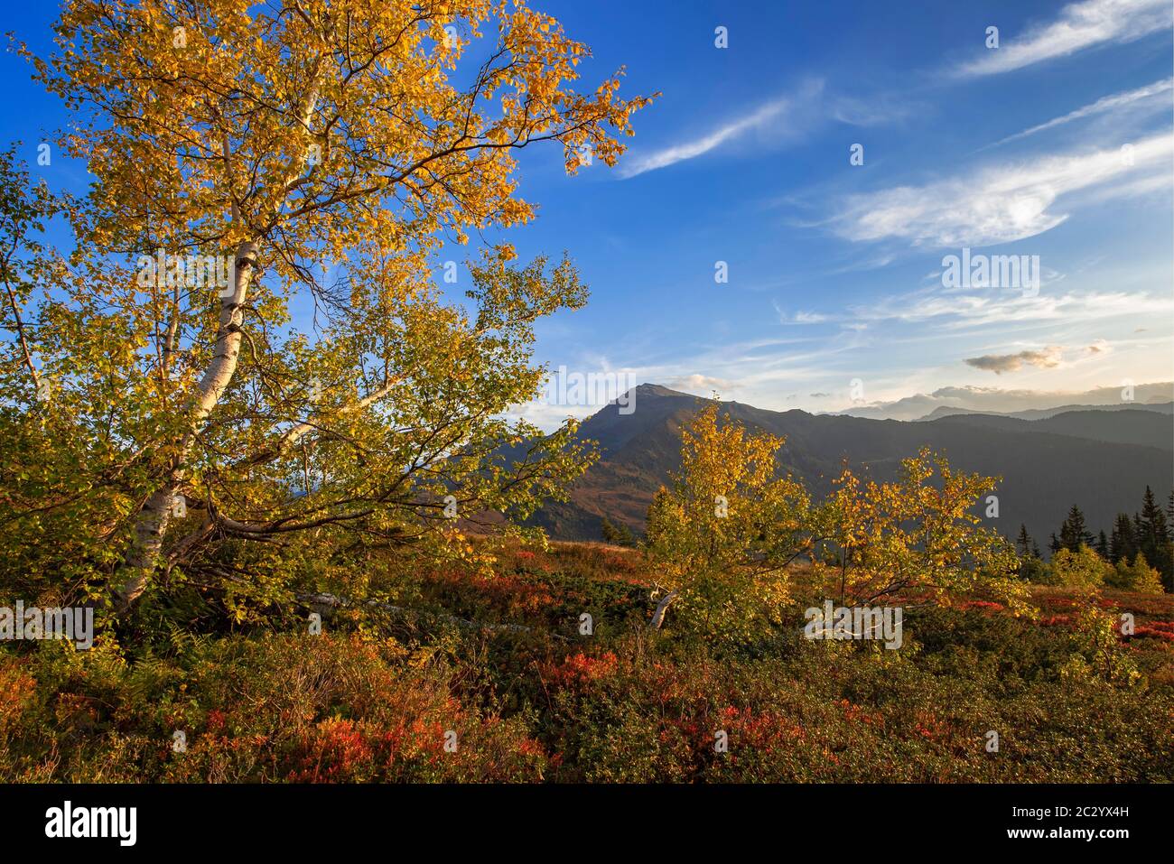 Paesaggio montano autunnale con gli uccelli Downy (Betula pubescens), sul retro il Gilfert, Tirolo, Austria Foto Stock