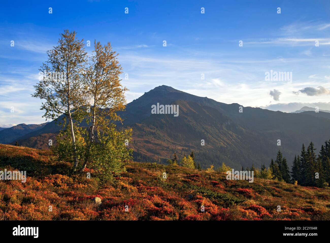 Paesaggio montano autunnale con gli uccelli Downy (Betula pubescens), sul retro il Gilfert, Tirolo, Austria Foto Stock