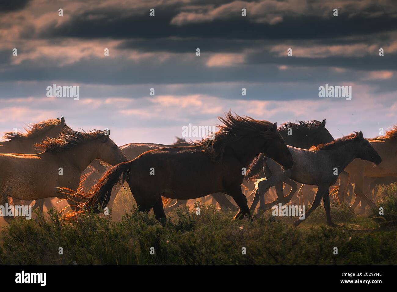 Mandria di cavalli nella steppa mongolo, provincia di Dornod, Mongolia Foto Stock