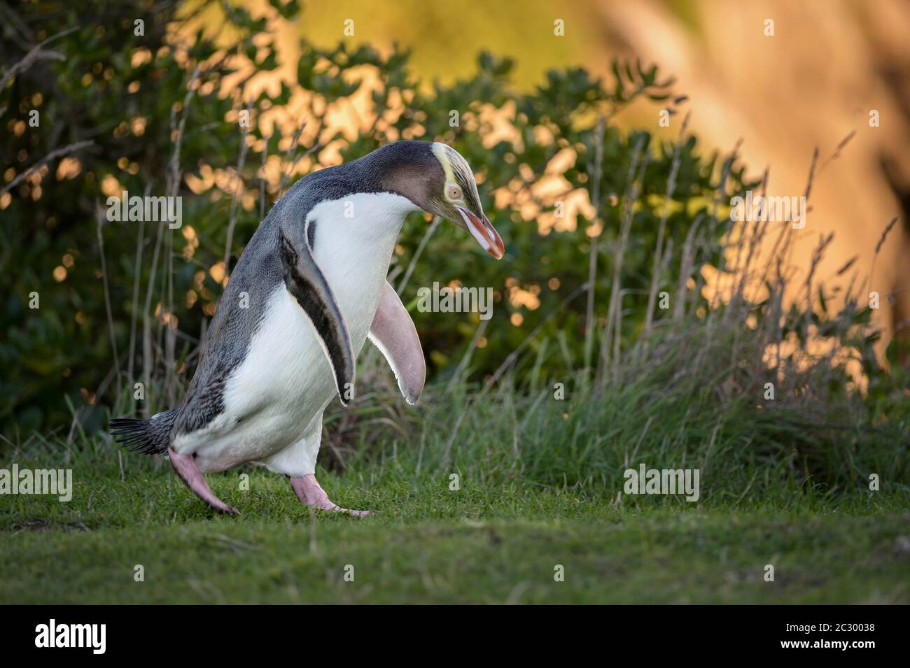 Pinguino dall'occhio giallo (antipodi Megadyptes), Moeraki, Palmerston, Otago, Nuova Zelanda Foto Stock