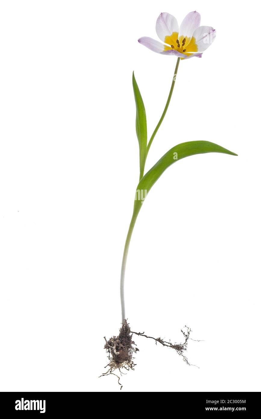 Tulipano selvatico in fiore (Tulipa sylvestris), su sfondo bianco, Baviera, Germania Foto Stock