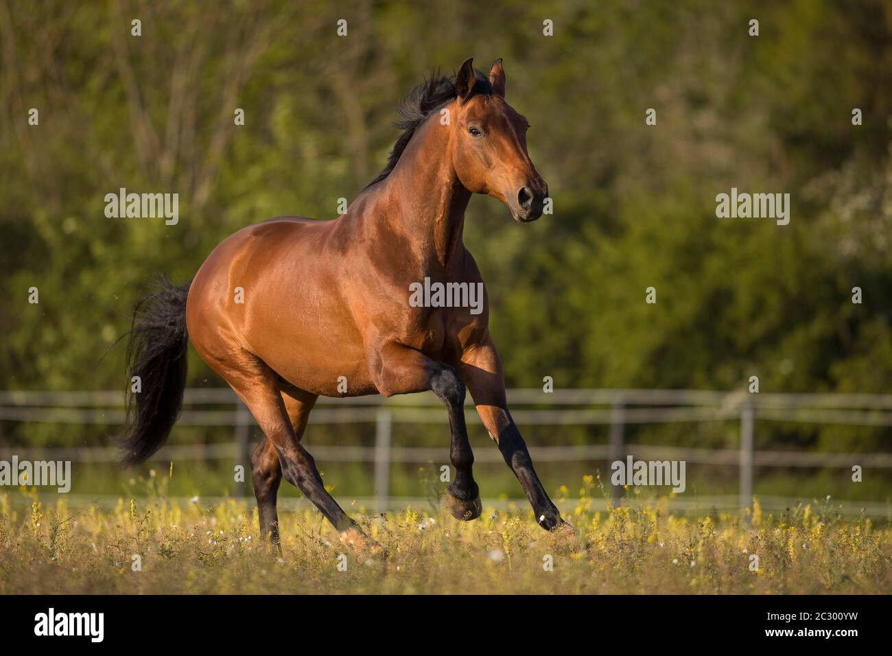 Sangue di bruno gelding ad un galoppo nel prato, Waldviertel, Austria Foto Stock