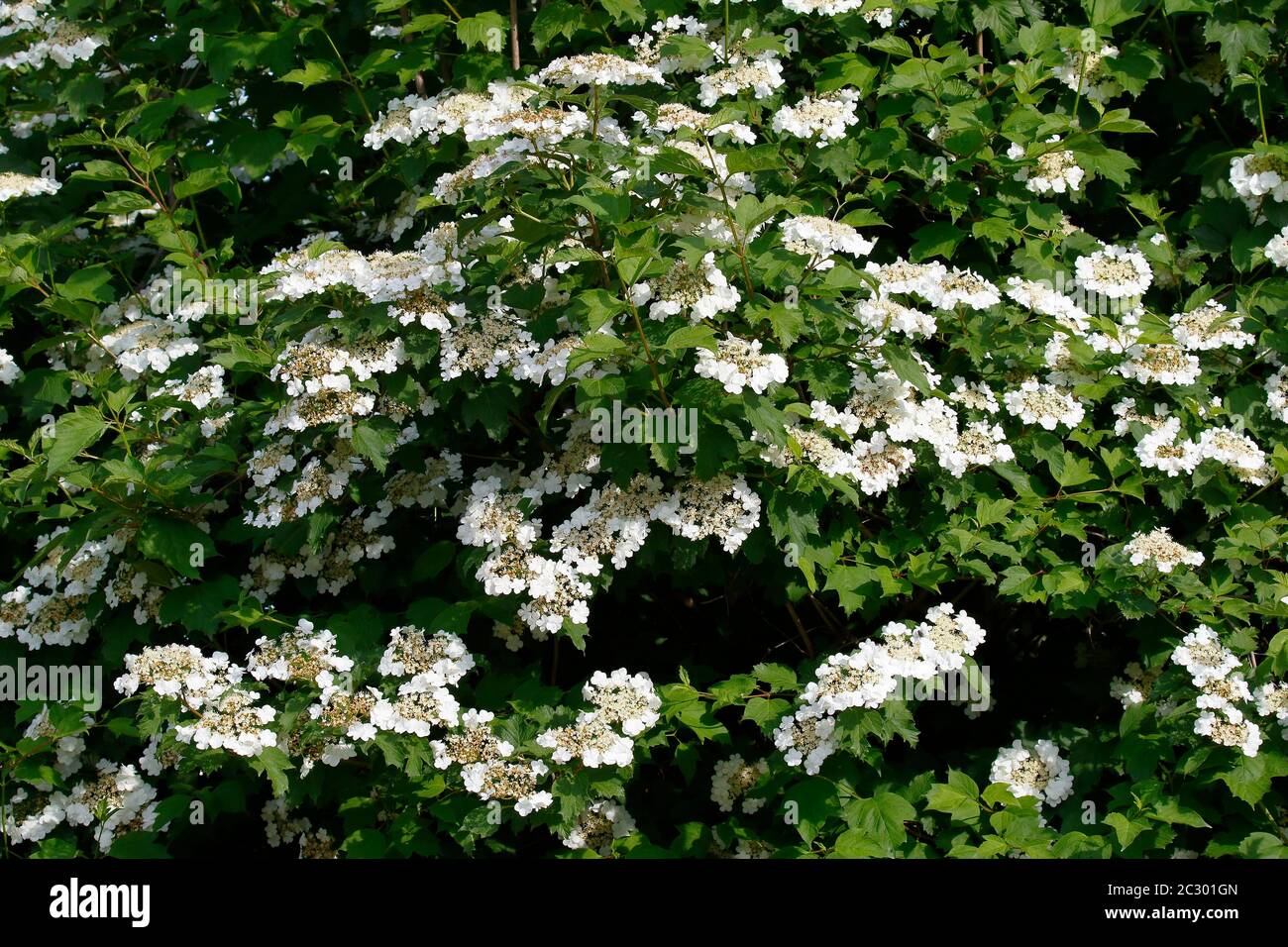 Guelder rosa (Viburnum Opulus), fiori, Schleswig-Holstein, Germania Foto Stock