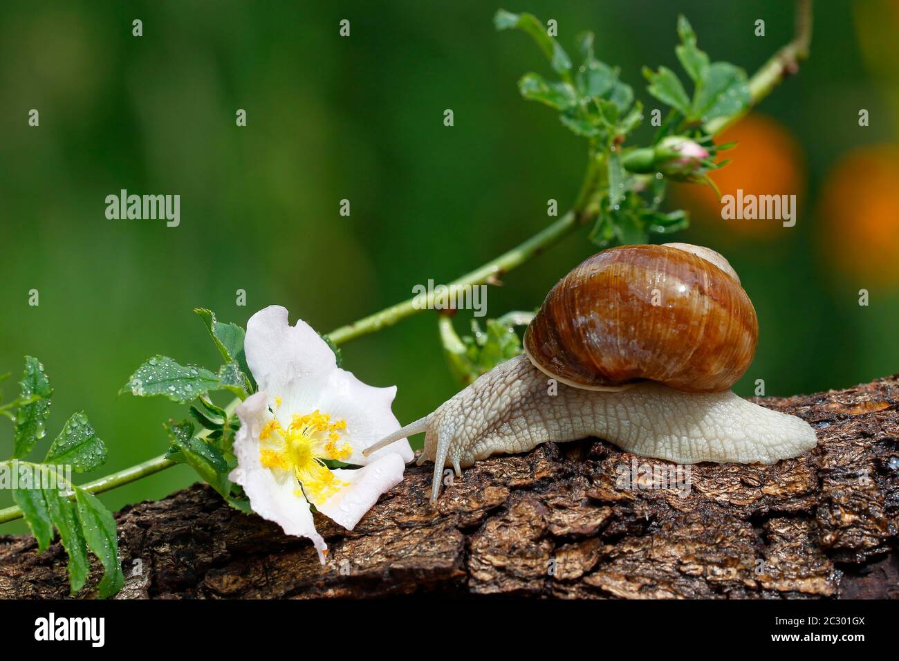 Lumaca di Borgogna (Helix pomatia), strisciando su un tronco di albero, fiore, Schleswig-Holstein, Germania Foto Stock