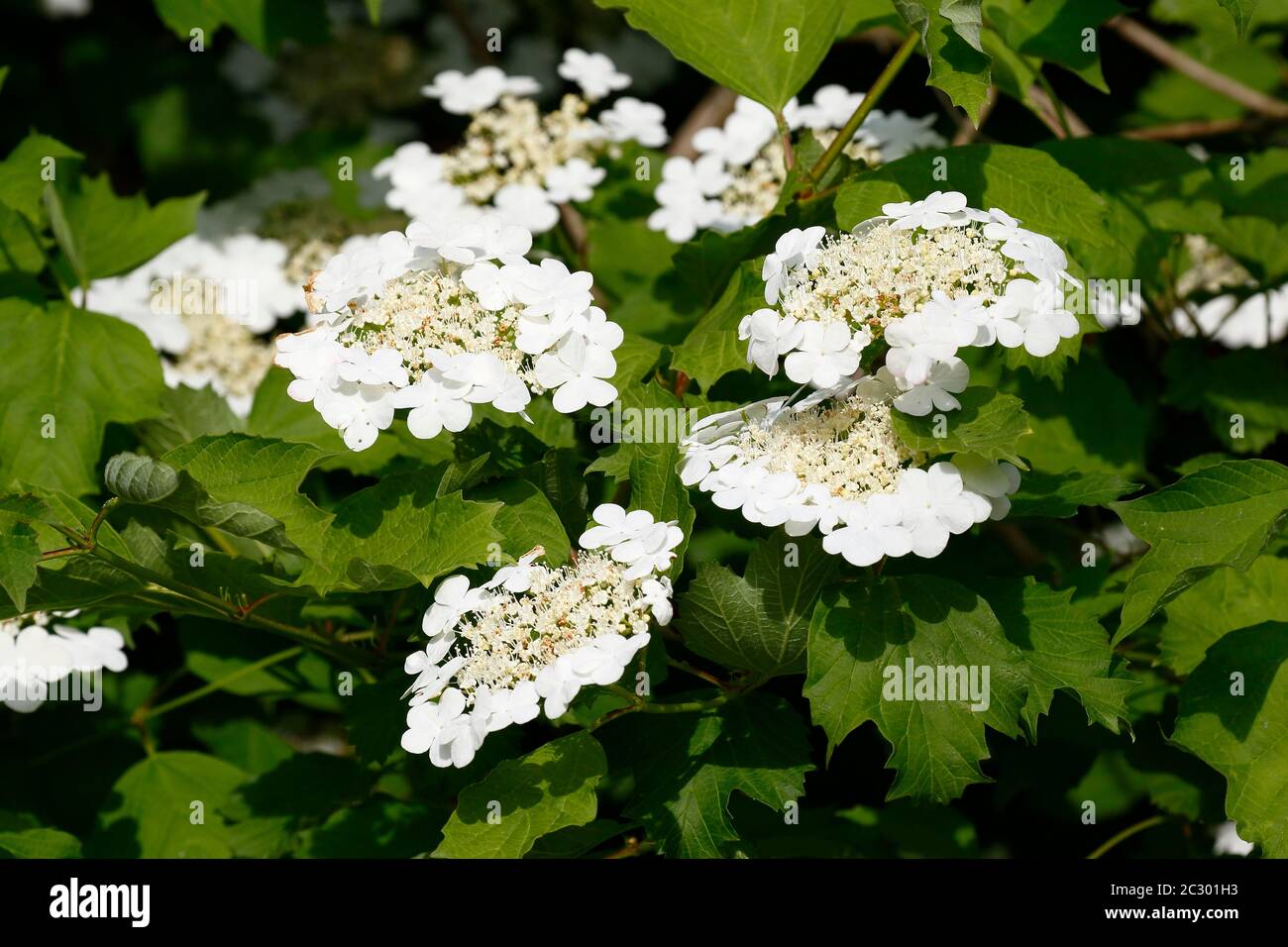 Guelder rosa (Viburnum Opulus), fiori, Schleswig-Holstein, Germania Foto Stock