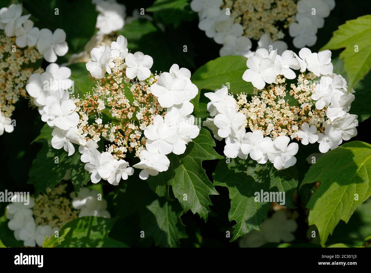 Guelder rosa (Viburnum Opulus), fiori, Schleswig-Holstein, Germania Foto Stock