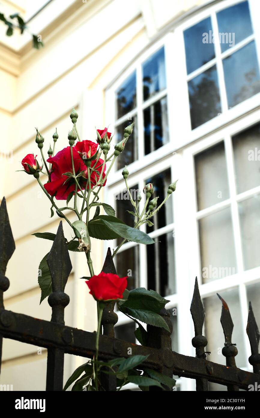 Rosa rossa fiorisce di fronte alla finestra Foto Stock