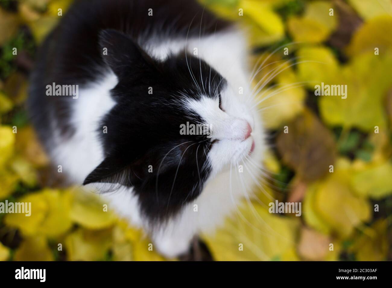 Gattino bianco e nero con occhi chiusi in natura su uno sfondo di foglie di albicocca gialle a terra - autunno all'aperto Foto Stock