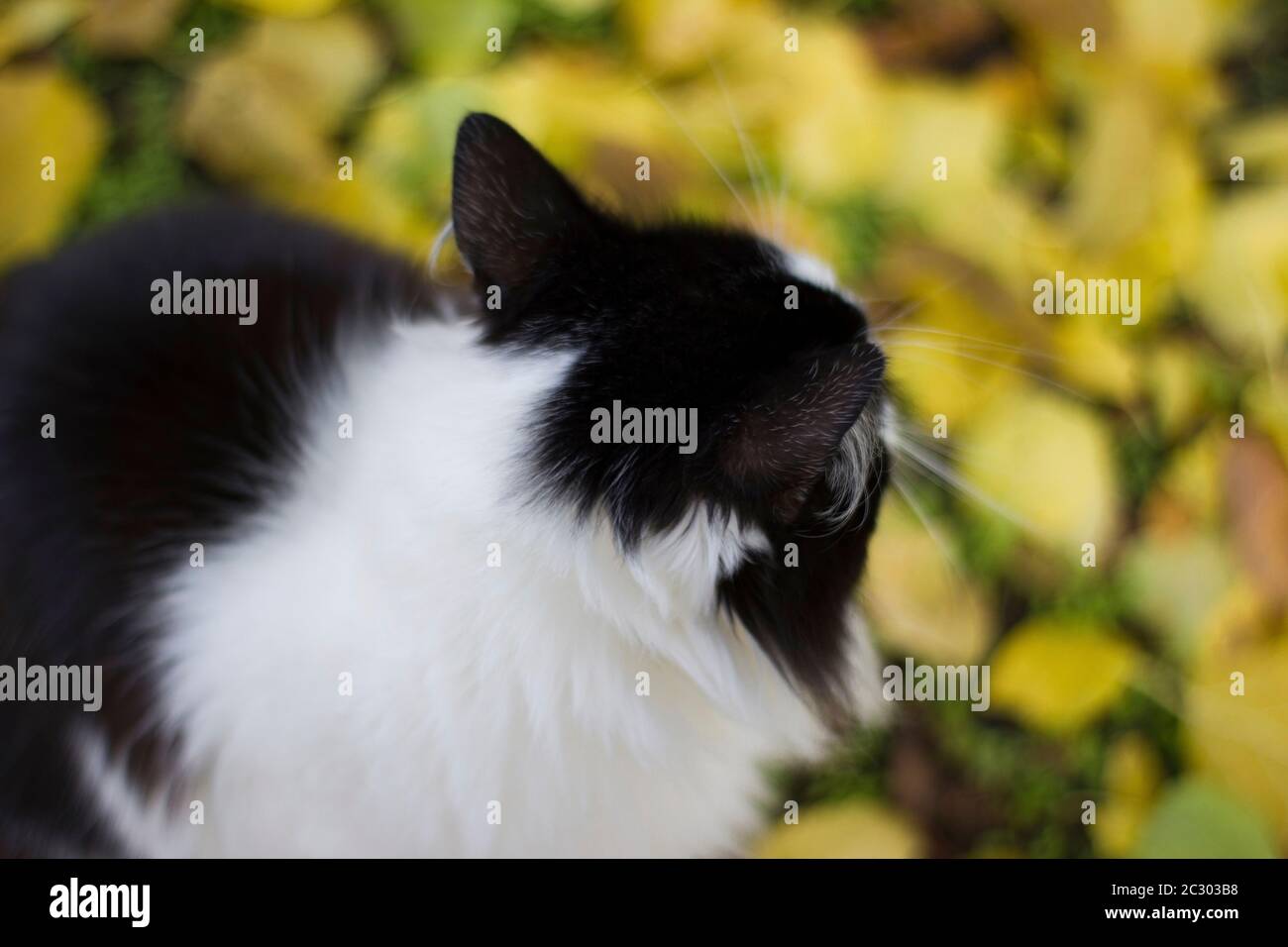 Gattino bianco e nero con occhi chiusi in natura su uno sfondo di foglie di albicocca gialle a terra - autunno all'aperto Foto Stock