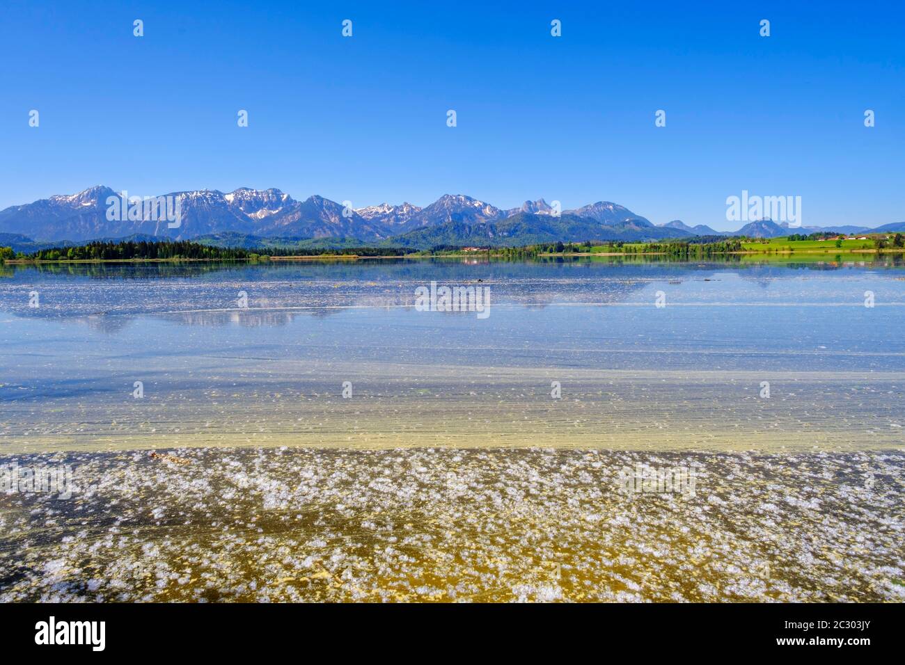 Polline di fiori e semi volanti sul lago, Hopfensee, Tannheimer Berge con Gehrenspitze, Hohe Schlicke, Brentjojch e Breitenberg, Hopfen am See Foto Stock