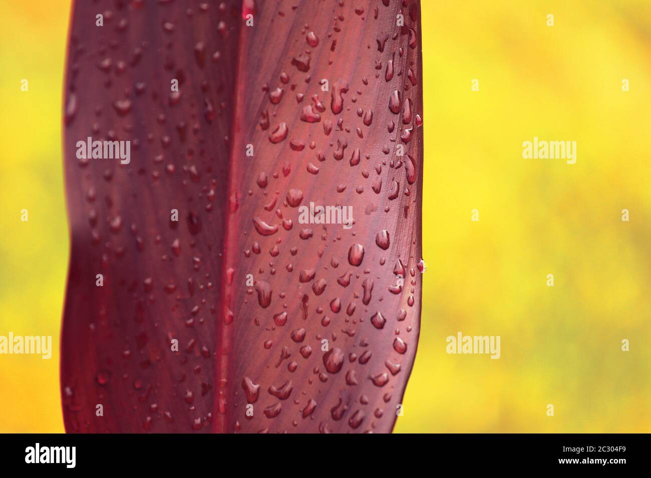 Gocce d'acqua sulle foglie rosse su sfondo giallo da vicino. Macro foto di gocce di pioggia sulla superficie delle foglie. Foto Stock