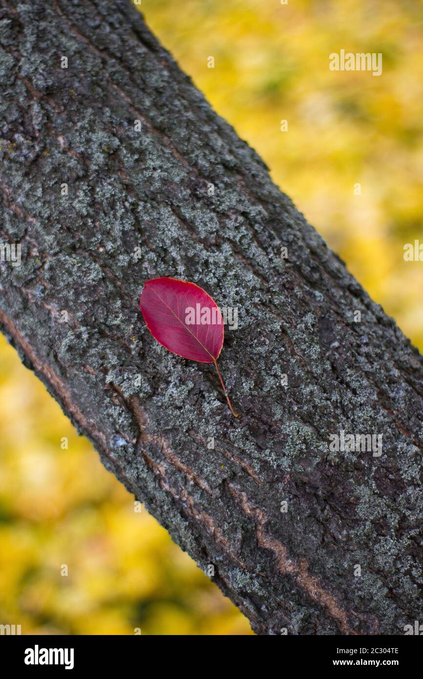 Bella foglia su un tronco di albero - natura closeup all'aperto, posto per un'iscrizione Foto Stock