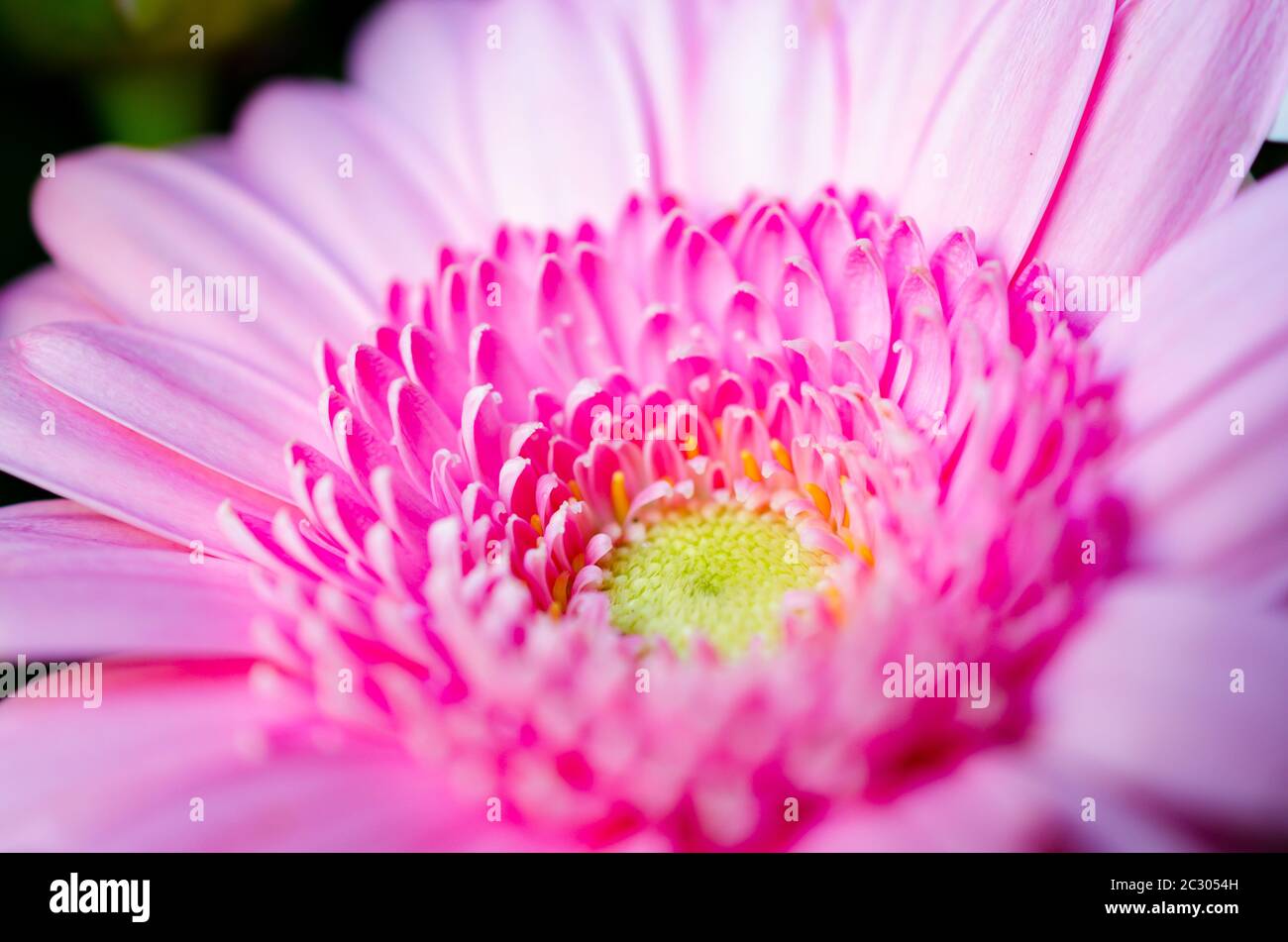 Bella gerbera rosa (Asteraceae) fiore in primo piano. Carino petali minuscoli in macro. Foto Stock