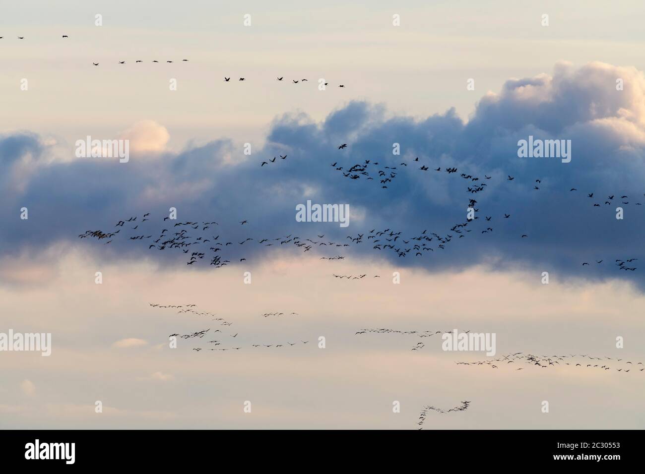 Gru comune (Grus grus), gregge di uccelli in volo, Grosse Kirr, Zingst, Meclemburgo-Vorpommern, Germania Foto Stock
