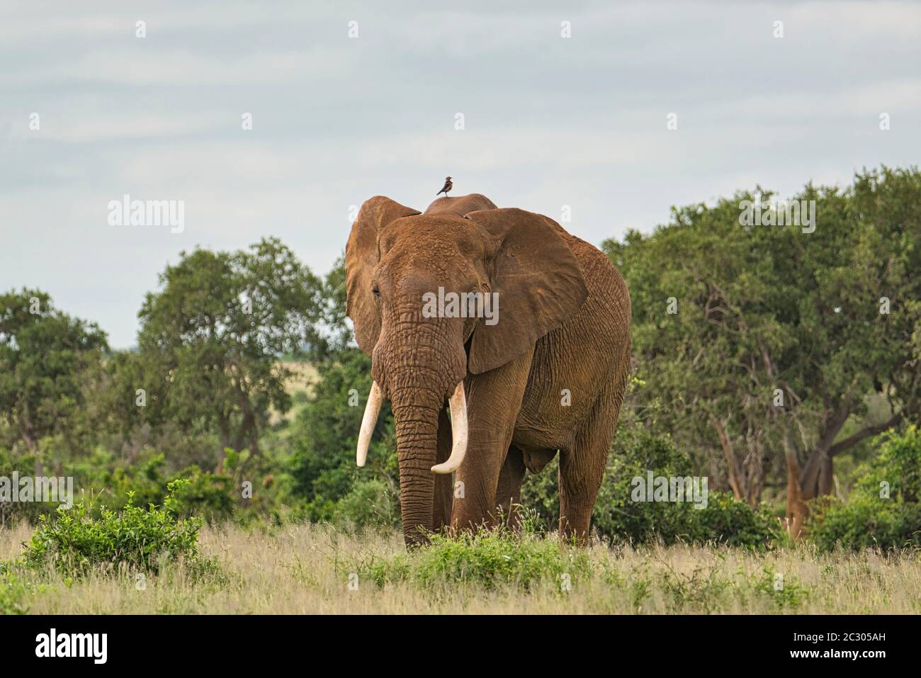 Gli elefanti di Tsavo Est e Ovest di Tsavo National Park in Kenya Foto Stock