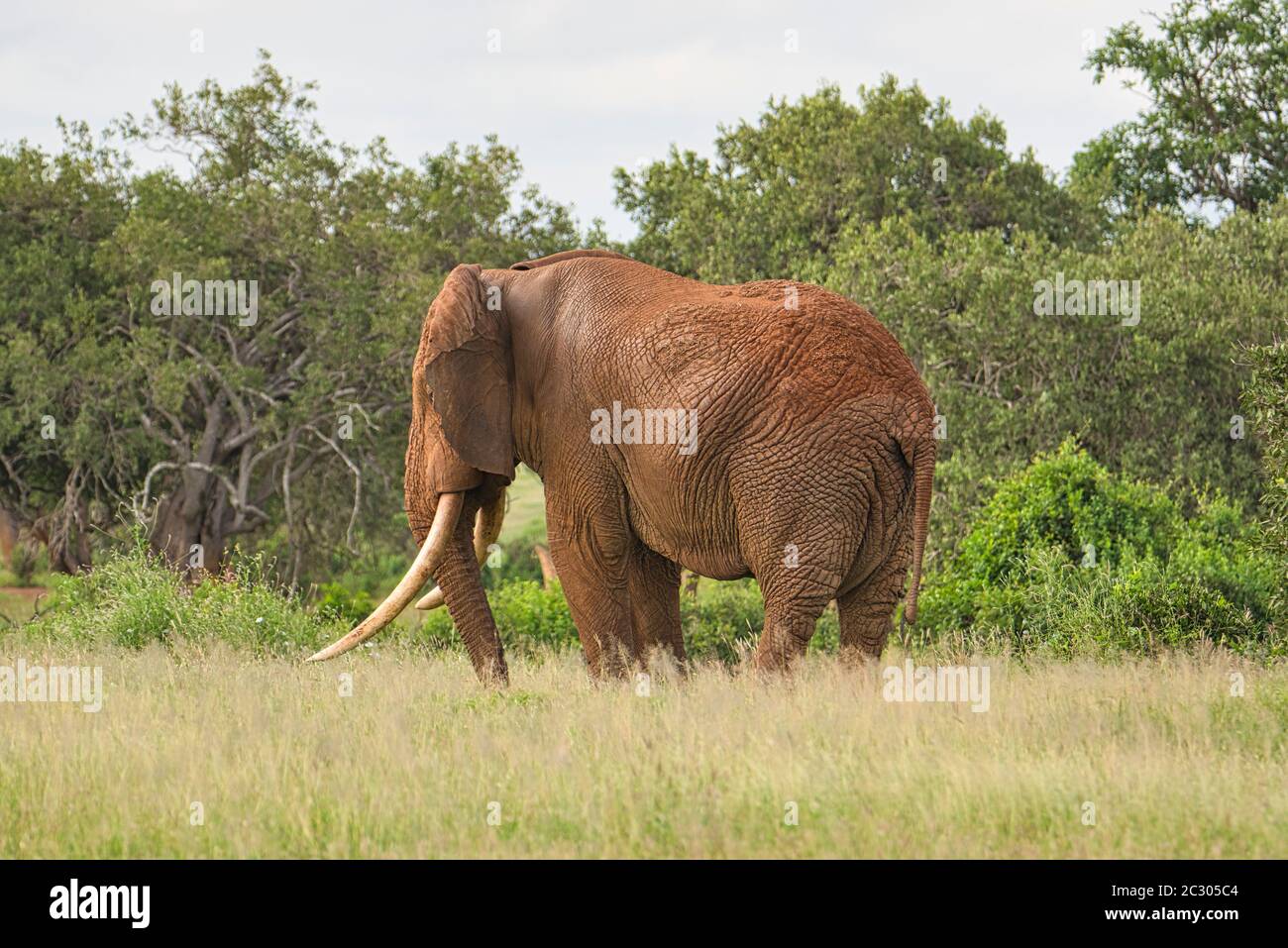 Gli elefanti di Tsavo Est e Ovest di Tsavo National Park in Kenya Foto Stock