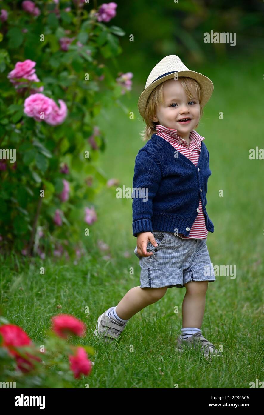 Toddler, 19 mesi, roseto, rosa (Rosa sp.), Stoccarda Baden-Wuerttemberg, Germania Foto Stock