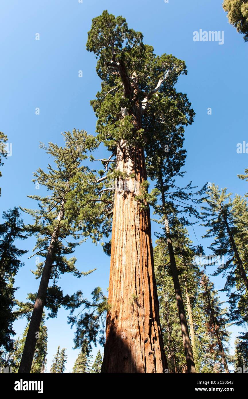 Sequoia gigante (Sequoiadendron giganteum), Twin Sisters, General Grant Tree Trail, Kings Canyon National Park, California, USA Foto Stock