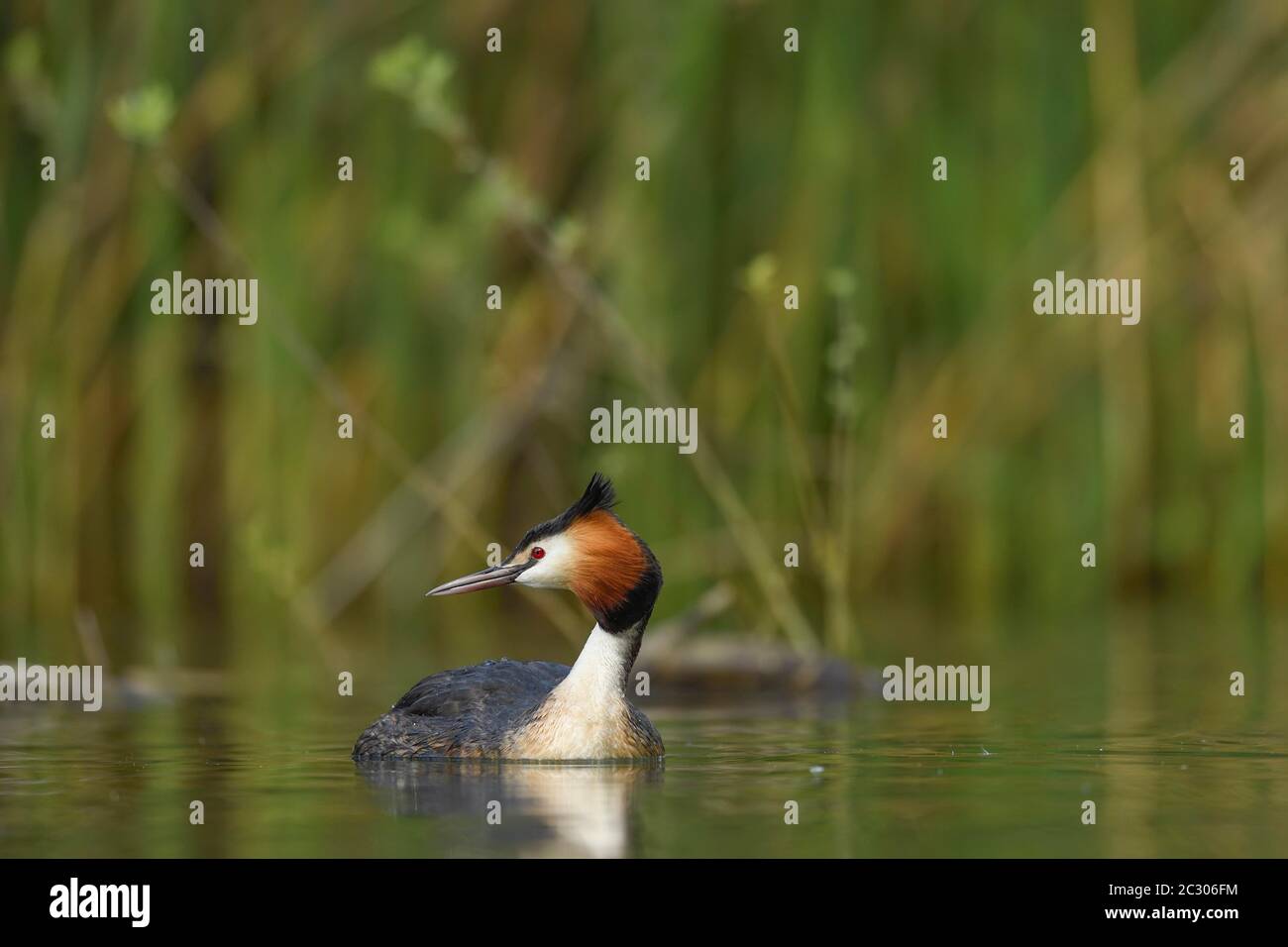 Grande grebe crestato (Podiceps cristatus), nuoto alto-uccello, Lago di Lucerna, Canton Lucerna, Svizzera Foto Stock