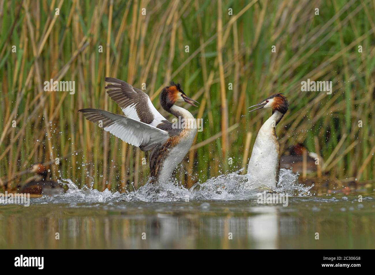 Grande grebe crestato (polidisato di Podiceps), lotta, disputa territoriale, Lago di Lucerna, Canton Lucerna, Svizzera Foto Stock