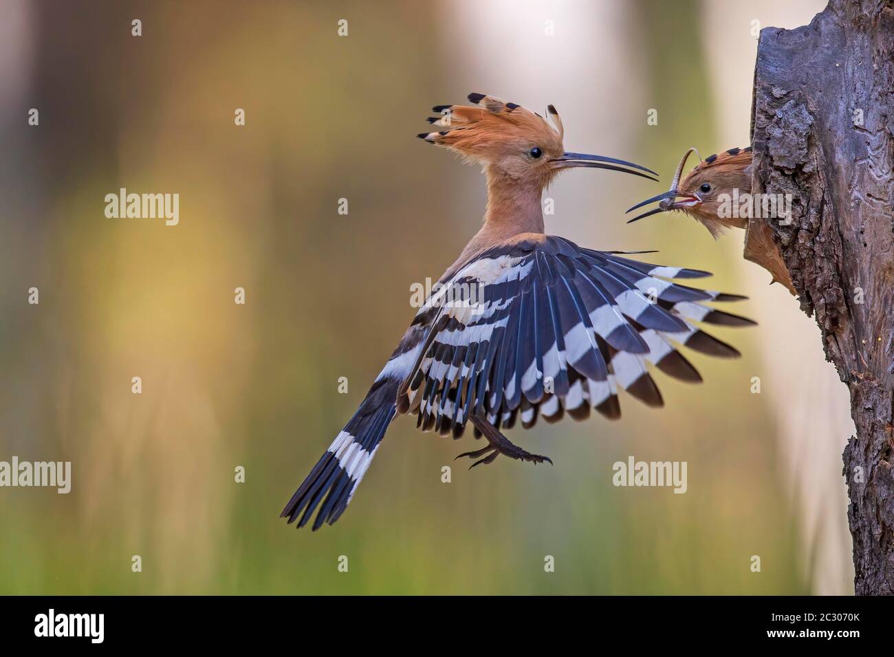 Hoopoe (Upupa epps) l'uccello vecchio alimenta il giovane uccello con la coda di lucertola, Middle Elbe Biosphere Reserve, Sassonia-Anhalt, Germania Foto Stock