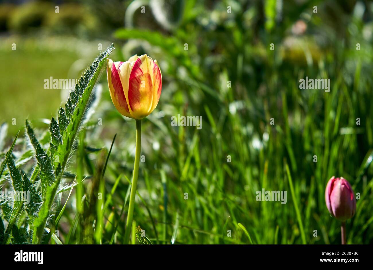 Rosso e giallo tulip flower Foto Stock