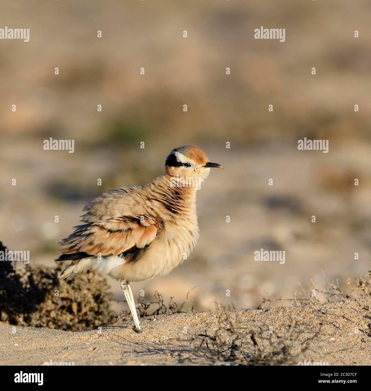 Sbuffò l'uccello da corsa (Cursorius Cursor) nel semi-deserto Jandia, Fuerteventura, Isole Canarie Foto Stock