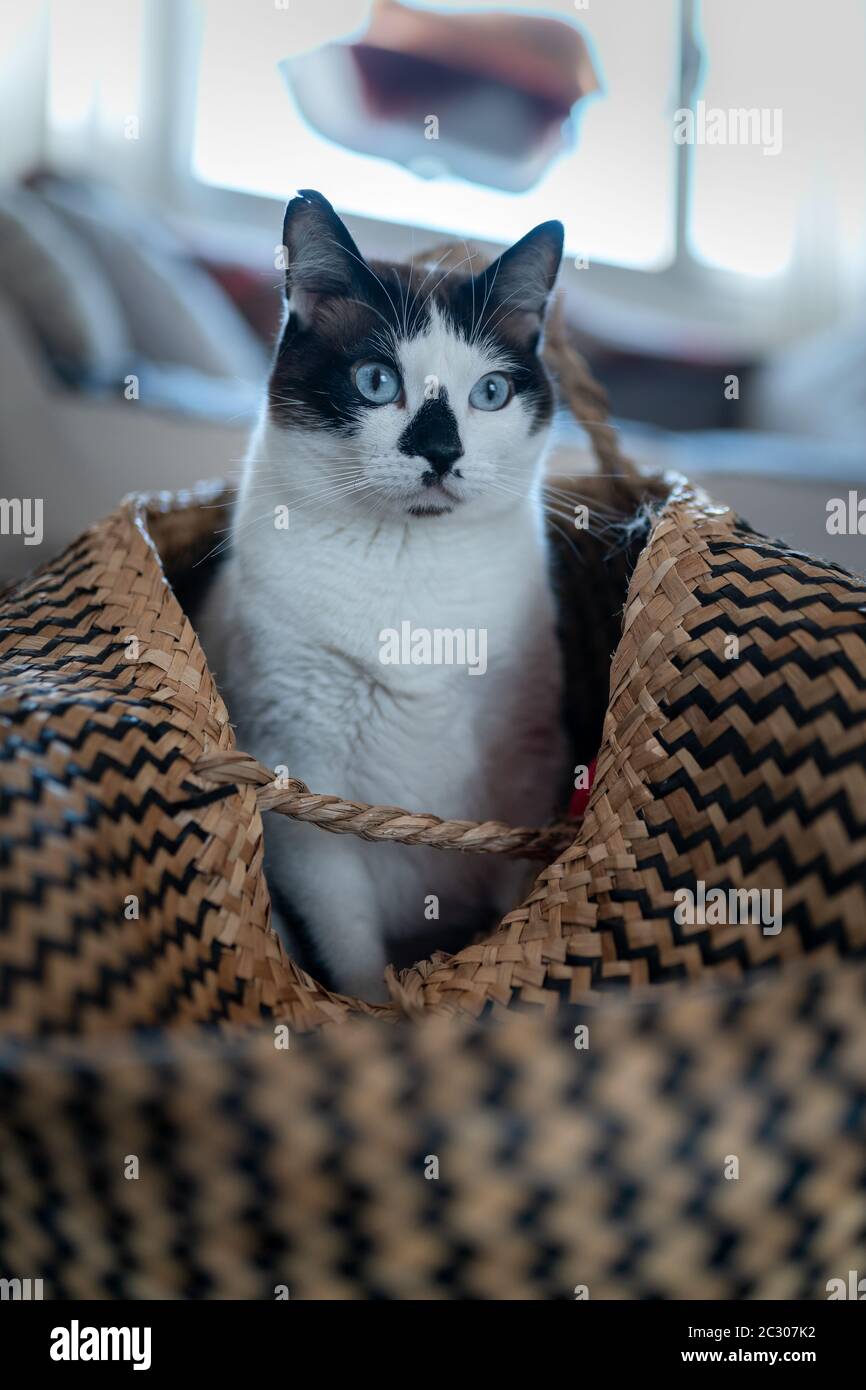 foto verticale. gatto bianco e nero con occhi blu all'interno di un cesto di vimini Foto Stock