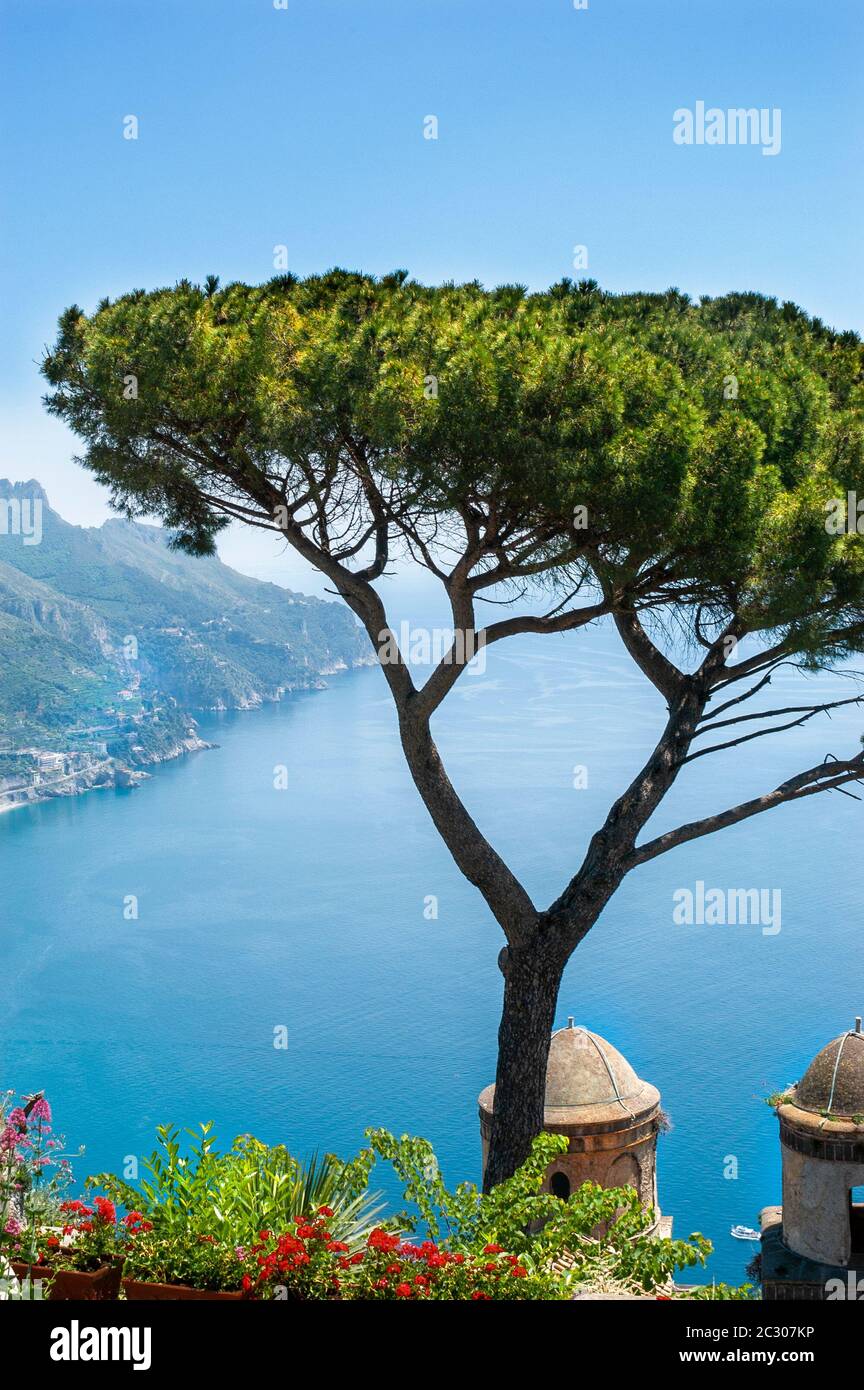 Ombrello nei giardini di Villa Rufolo, forse l'albero più fotografato d'Italia, affacciato sul Mar Tirreno, Ravello, Italia Foto Stock