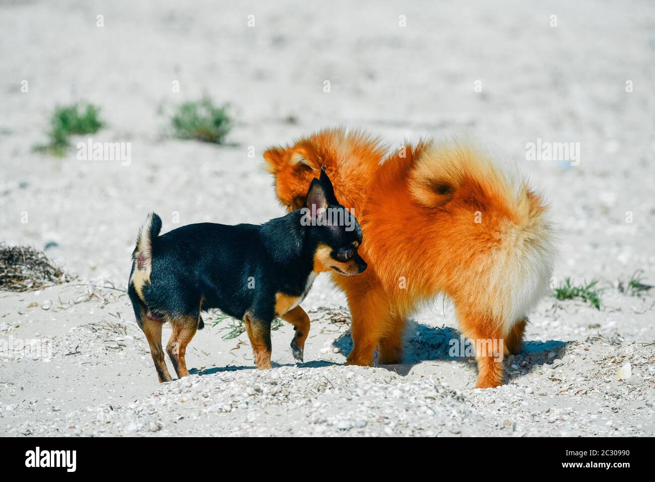 Spitz e chihuahua sulla spiaggia. Razze di cani piccoli Foto Stock