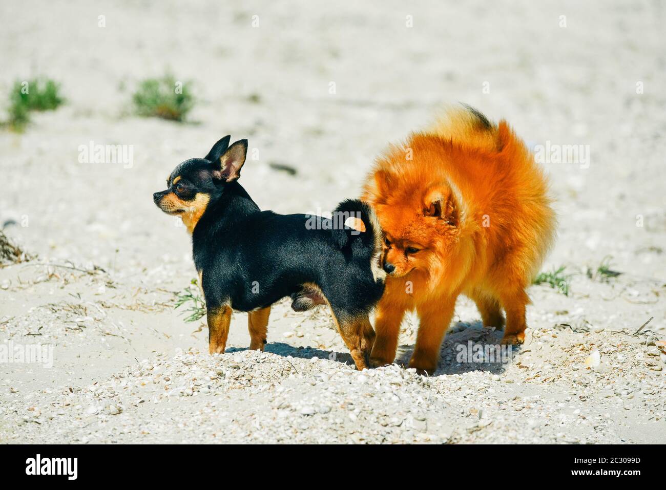 Spitz e chihuahua sulla spiaggia. Razze di cani piccoli Foto Stock