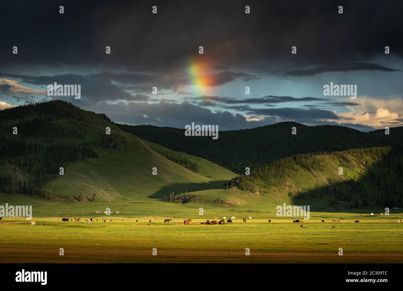 La valle di Orkhon vita nomade con animali da pascolo e gers nella parte posteriore, le montagne, e un arcobaleno, provincia di Uvurkhangai, Mongolia Foto Stock