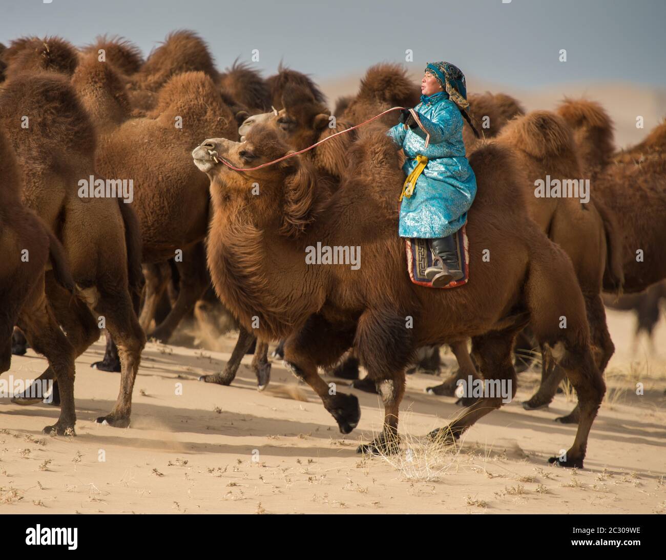 Una pastorella su un cammello, mandria di cammelli nel pascolo, deserto di Gobi, provincia di Umnugobi, Mongolia Foto Stock