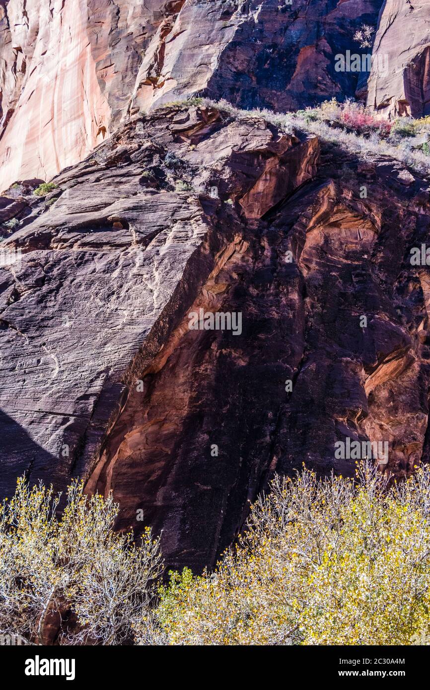 Piante che crescono lungo le scogliere di arenaria sul lungofiume Walk nello Zion National Park, Utah, USA Foto Stock