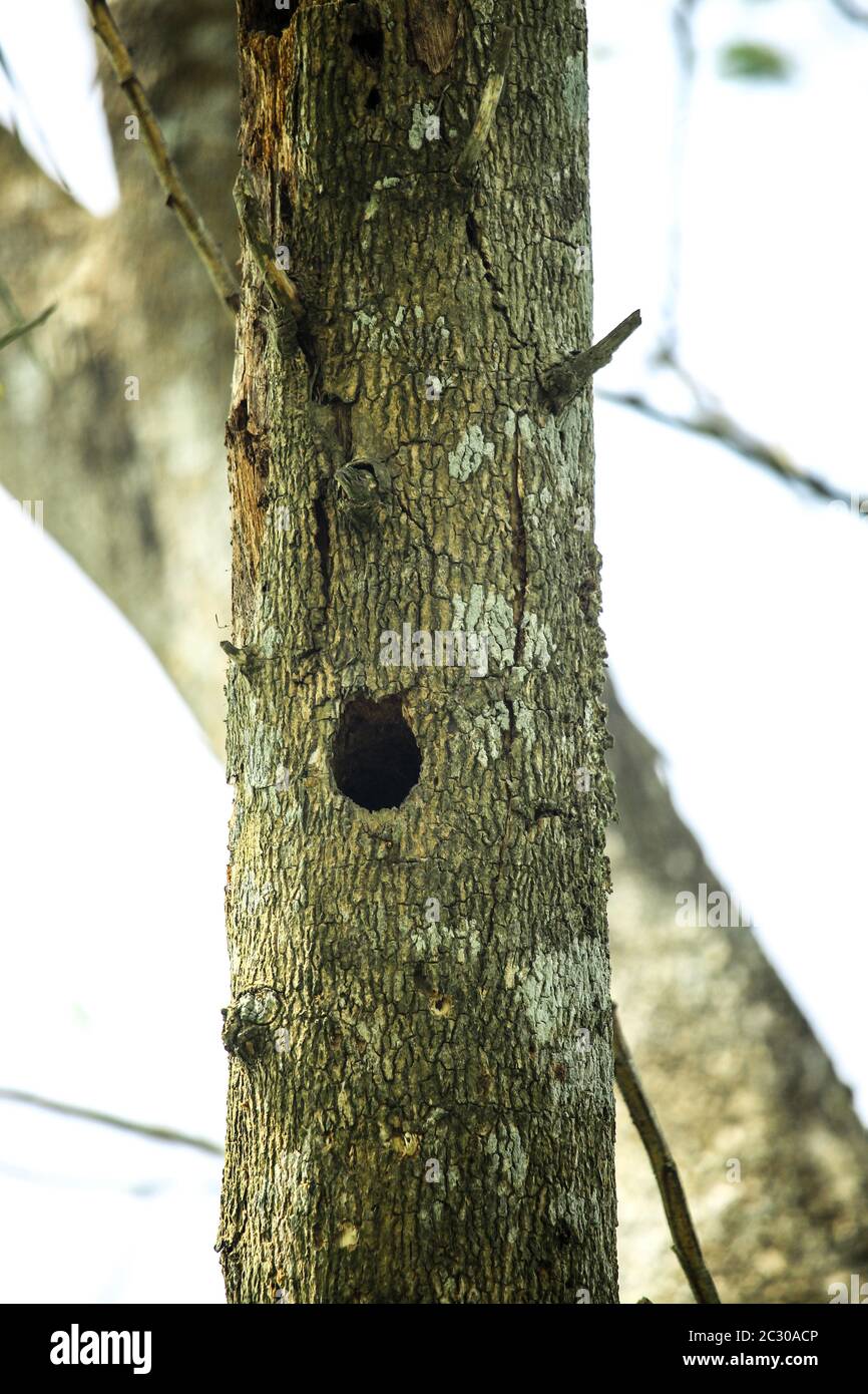 Albero vecchio e morto e giovane sparare da una radice isolata su sfondo bianco. Foto Stock